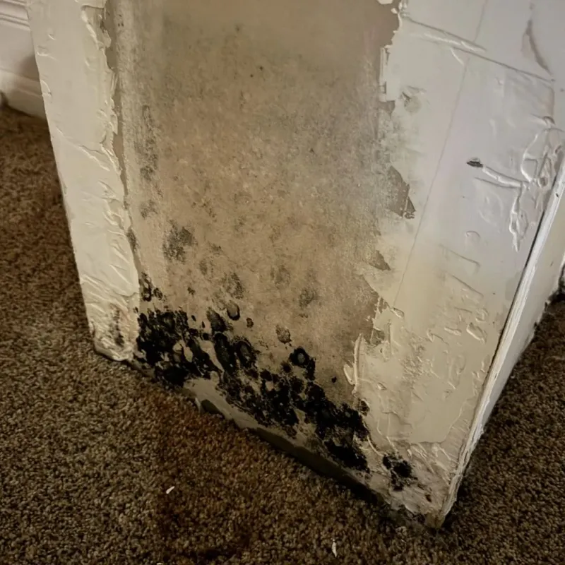 Professional Mold Removal in Livermore, ME